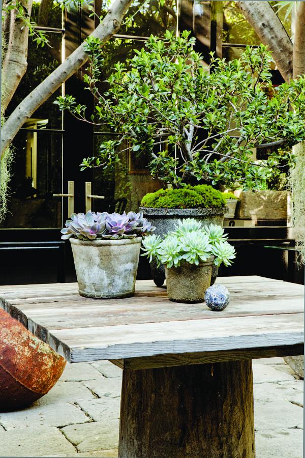 Scott Shrader's Garden