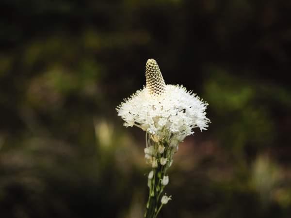 Chase Garden Beargrass
