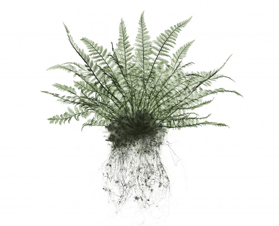 Garden Design - Japanese Tassel Fern