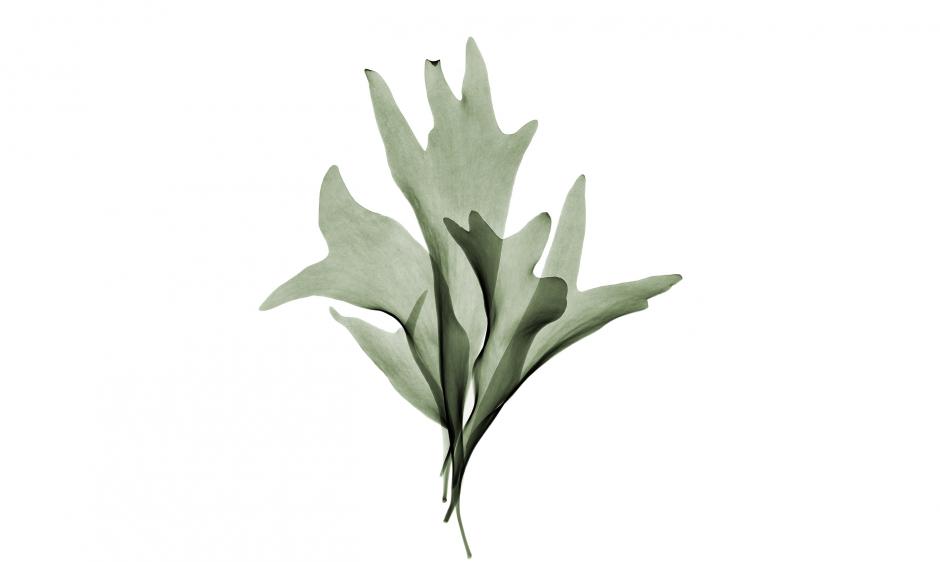 Garden Design - Staghorn Fern