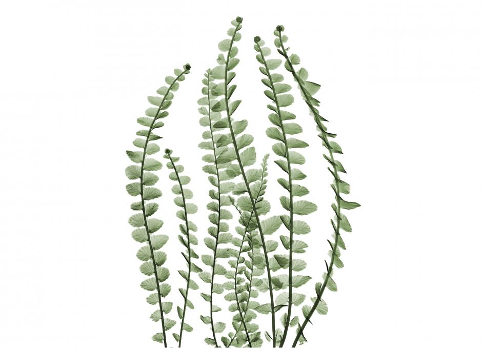Garden Design - Lemon Button Fern
