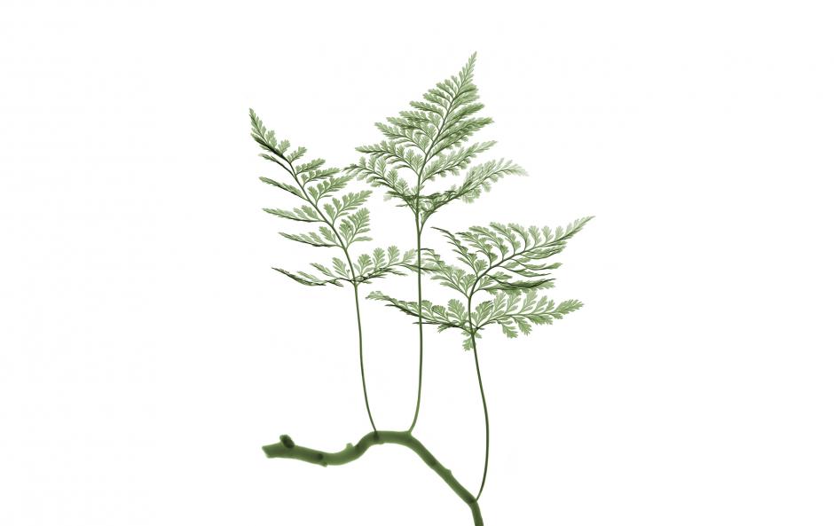 Garden Design - Rabbit’s Foot Fern