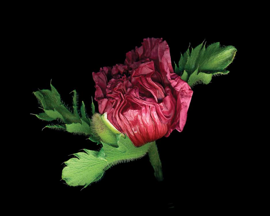 Papaver Raspberry Queen