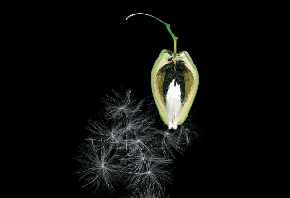 Cruel Vine Smoking (Araujia sericifera)