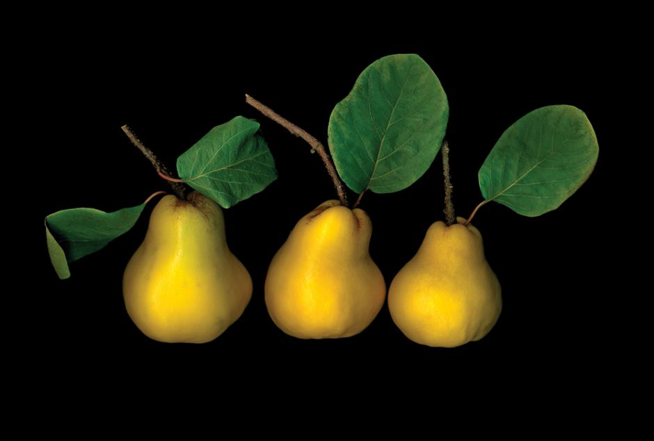 Quince Three