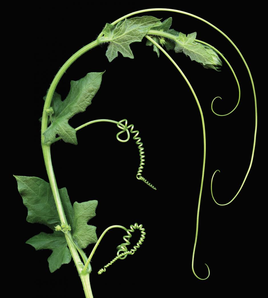Isabel Bannerman’s Brionia Triple 