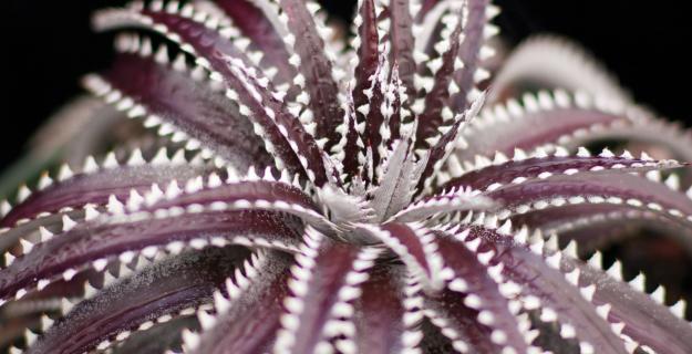 Bromeliads