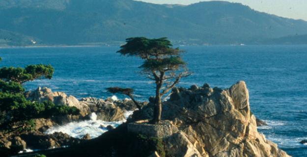 Botanic Notables: The Lone Cypress