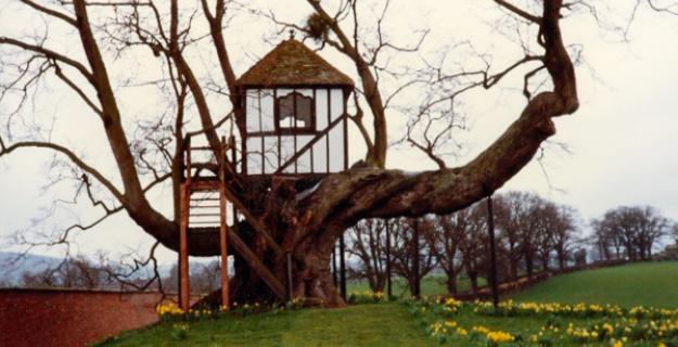 Botanic Notables: The Oldest Tree House