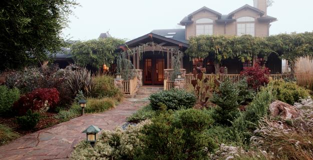 My Garden: Winter in Petaluma, California