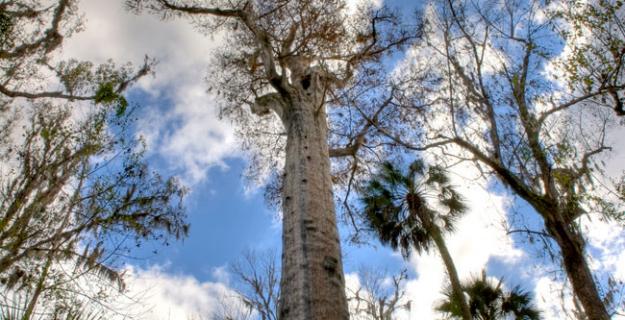 Botanic Notables: Florida's 'The Senator' Cypress