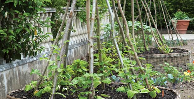 Arbors, Trellises, and the Edible Garden