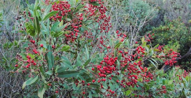 Botanic Notables: The Official City Plant of Los Angeles 