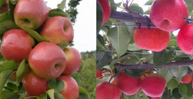 Botanic Notables: The Latest Hybrid "Papple"