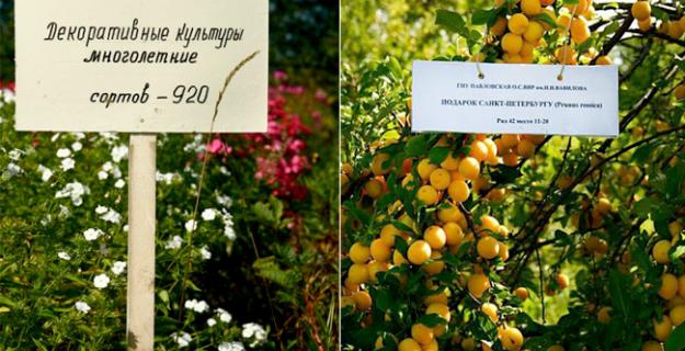 Botanic Superlatives: The Oldest Seed Bank