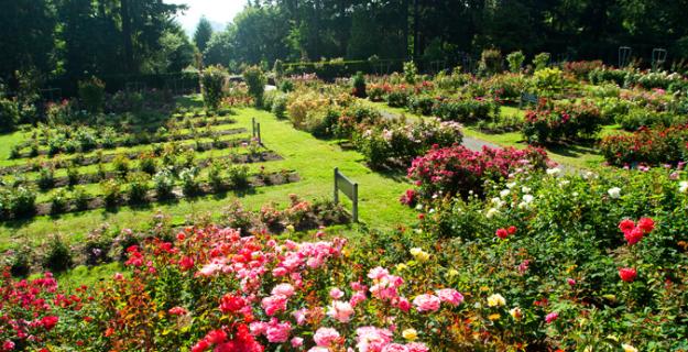 Portland's International Rose Test Garden Portland's International Rose Test Garden