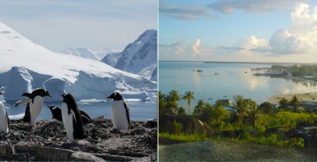 Botanic Notables: Palm Trees in Ancient Antarctica