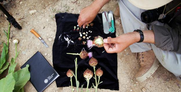 Kurdistan: Recovering a Garden of Paradise, Photo Gallery Kurdistan: Recovering a Garden of Paradise, Photo Gallery