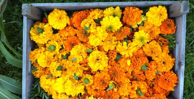 Notes from a Flower Farm: DIY Marigold Garlands