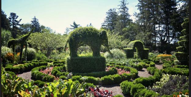 Botanic Superlatives: Oldest Topiary Garden in the US
