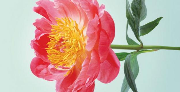Art & Botany: Sasha Kurmaz's Botanic Photography