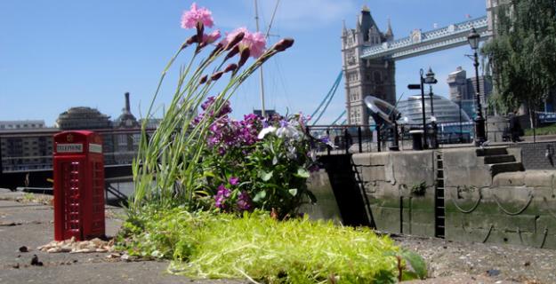 Art & Botany: East London's Pothole Gardener Art & Botany: East London's Pothole Gardener
