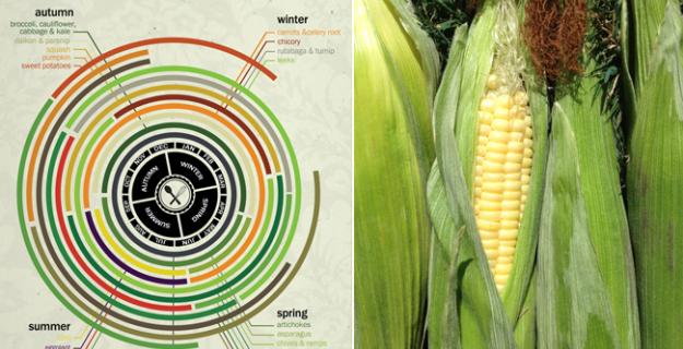 Art & Botany: Infographic Posters & Produce