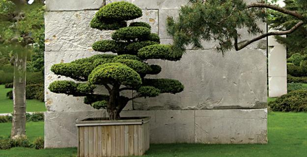 Enzo Enea's Tree Museum