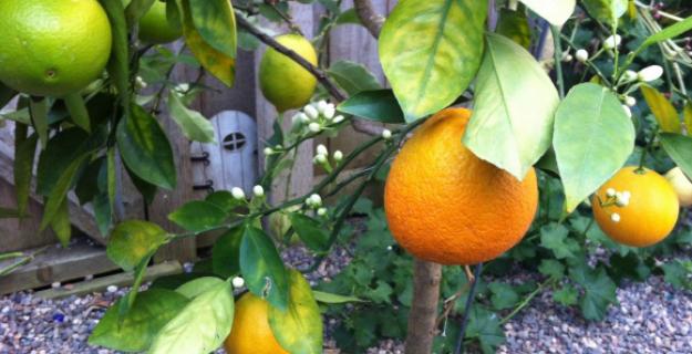 Botanic Notables: The Fruit Salad Tree