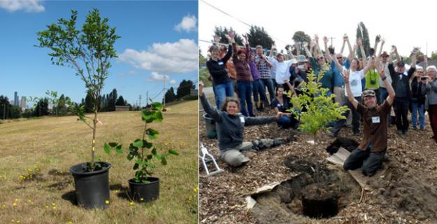Botanic Notables: A Public Food Forest in Seattle