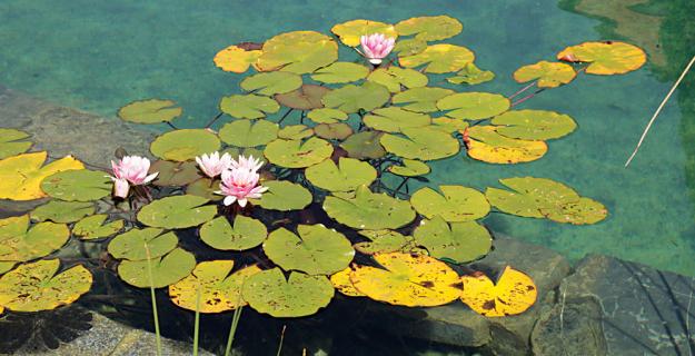 Natural Pools, Photo Gallery