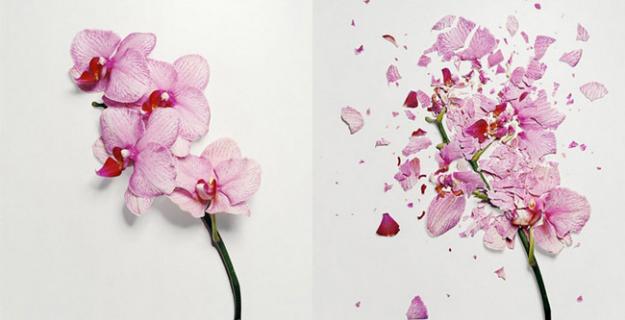 Art & Botany: Broken Flowers