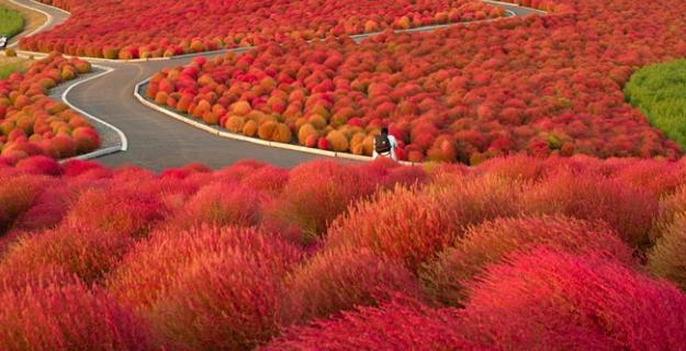 Botanic Notables: Autumn Colors in a Japanese Flower Park