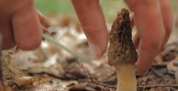 Now Forager: A Movie About Mushroom Hunters