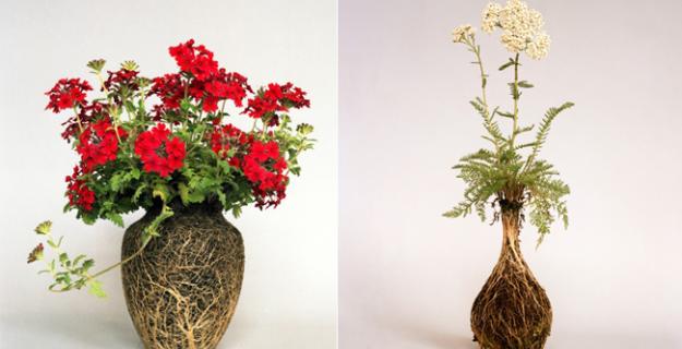 Art & Botany: Vases of Roots 