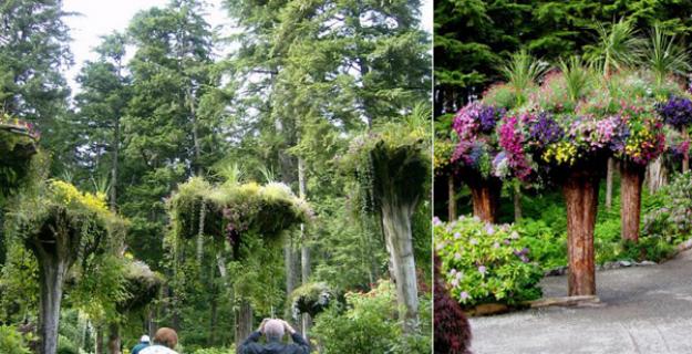 Botanic Notables: An Upside-Down Forest in Juneau