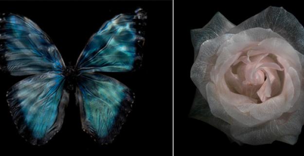 Art & Botany: Translucent Roses & Underwater Butterflies Art & Botany: Translucent Roses & Underwater Butterflies