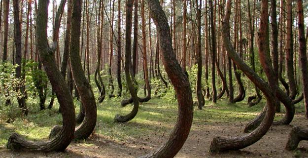 Botanic Notables: The Crooked Forest