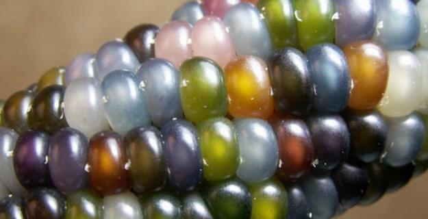 Botanic Superlatives: The Most Beautiful Corn Botanic Superlatives: The Most Beautiful Corn