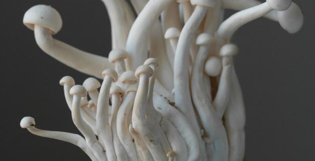 A Passion for Mushrooms