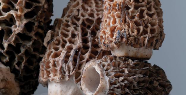 A Passion for Mushrooms, Photo Gallery
