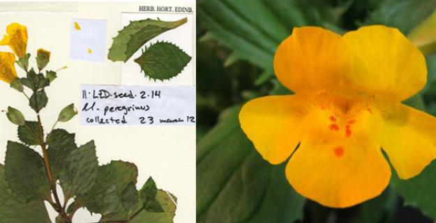 Botanic Notables: A New Flower's Evolution in Scotland