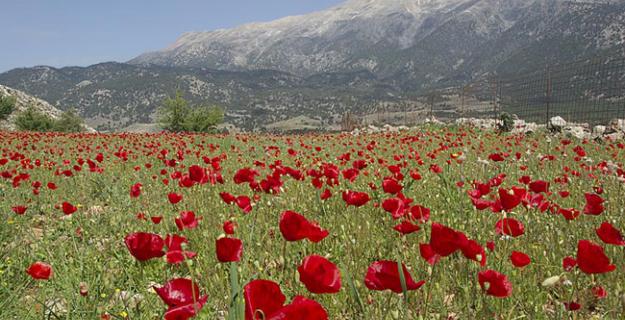 Botanic Notable: The Remembrance Poppy Botanic Notable: The Remembrance Poppy