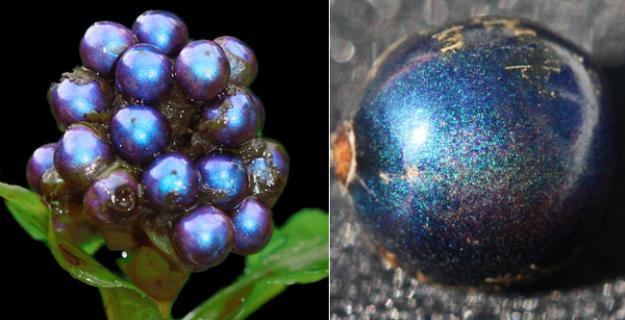 Botanic Superlatives: Brightest Berry Joins Glitterati of the Natural World
