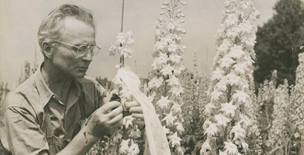 Art & Botany: Edward Steichen's Delphiniums