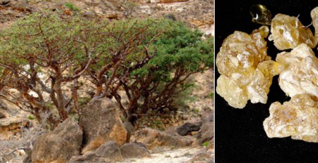 Frankincense & The Magi's Endangered Tree Frankincense & The Magi's Endangered Tree