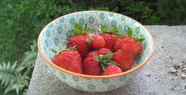 A Fruit Revival: The Marshall Strawberry