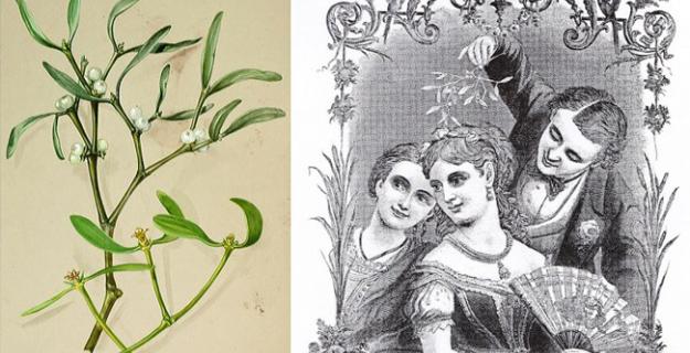 Mistletoe: Lover, Fighter, Forest Savior Mistletoe: Lover, Fighter, Forest Savior