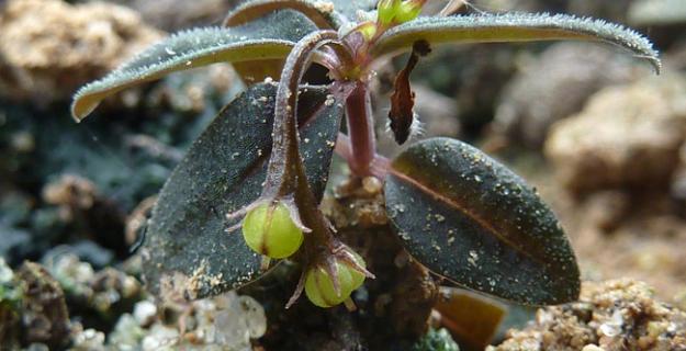 Botanic Notables: A Flower That Plants Its Own Seeds