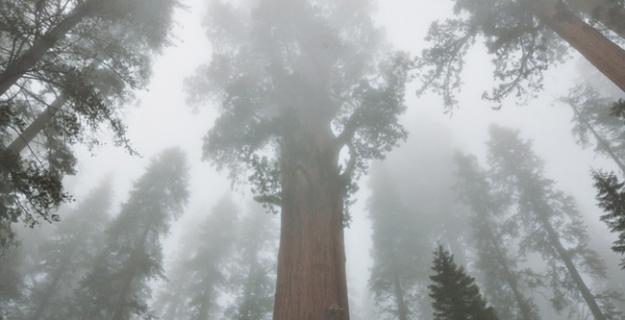 Old Trees & New Growth in Sequoia National Forest